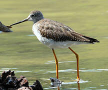 Greater Yellowlegs