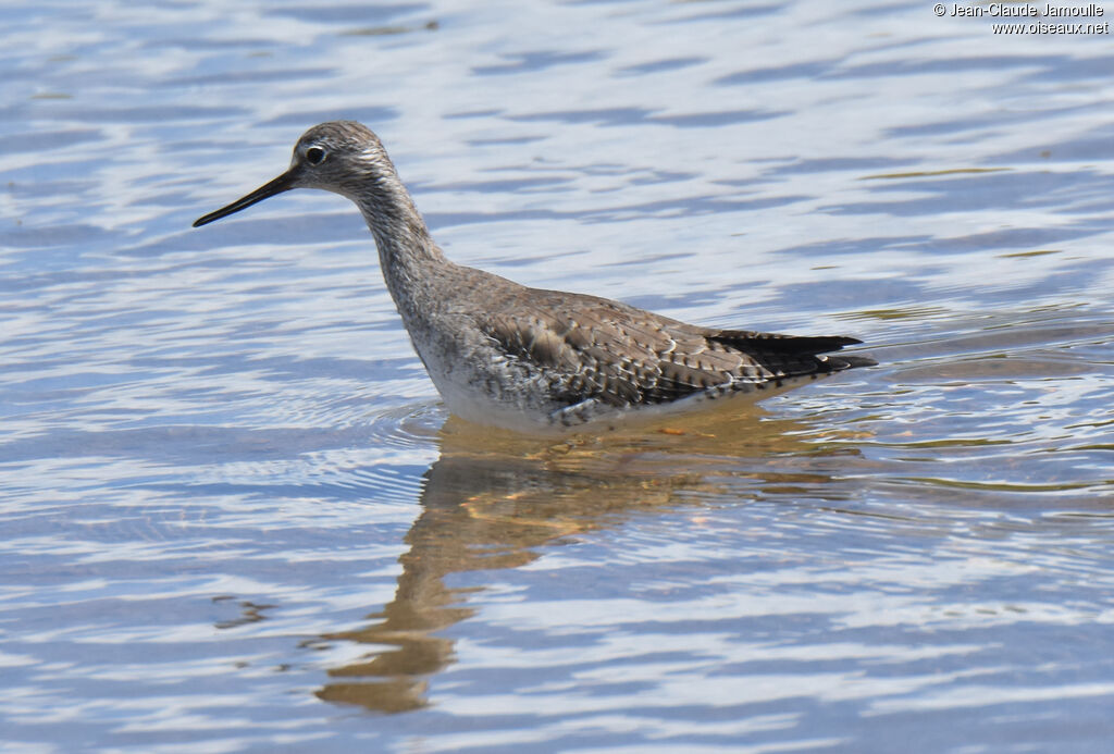 Greater Yellowlegs