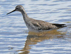 Greater Yellowlegs