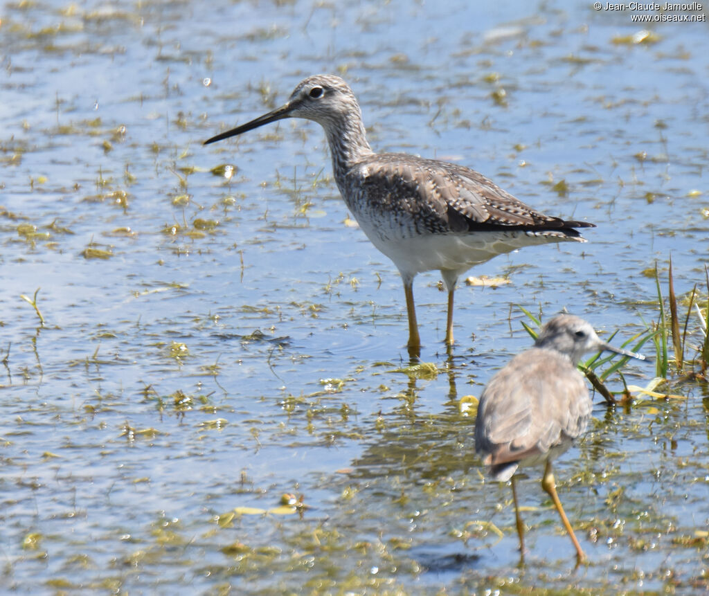 Greater Yellowlegs