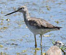 Greater Yellowlegs