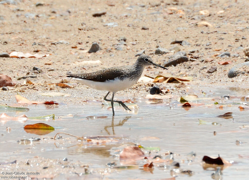 Green Sandpiper