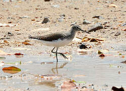 Green Sandpiper