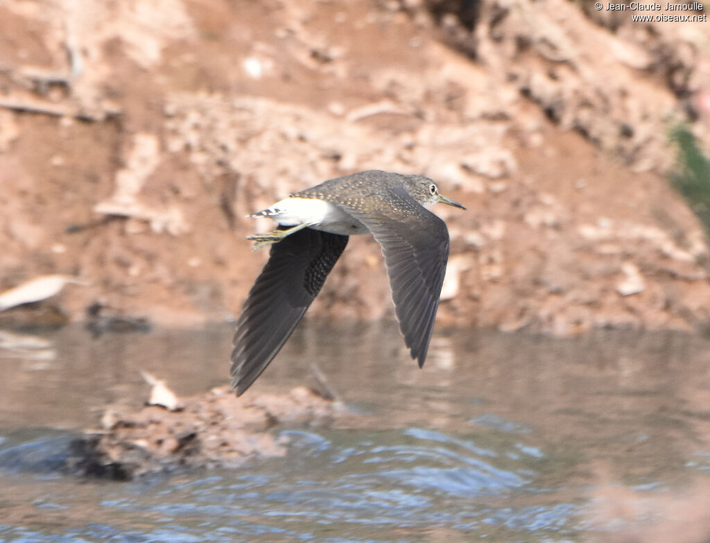 Green Sandpiper