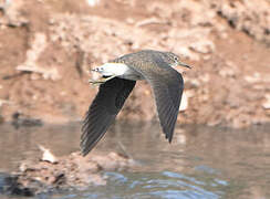 Green Sandpiper