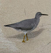Wandering Tattler