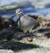 Wandering Tattler