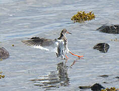 Common Redshank