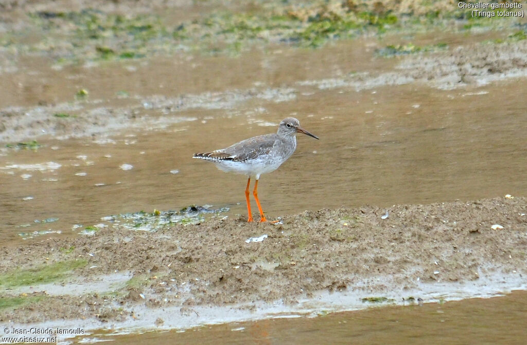 Common Redshank, feeding habits