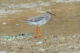 Common Redshank