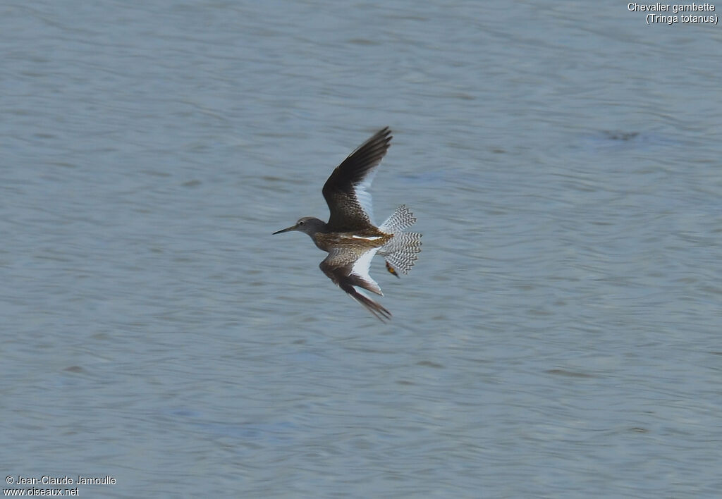 Common Redshank, Flight