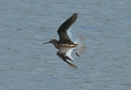 Common Redshank