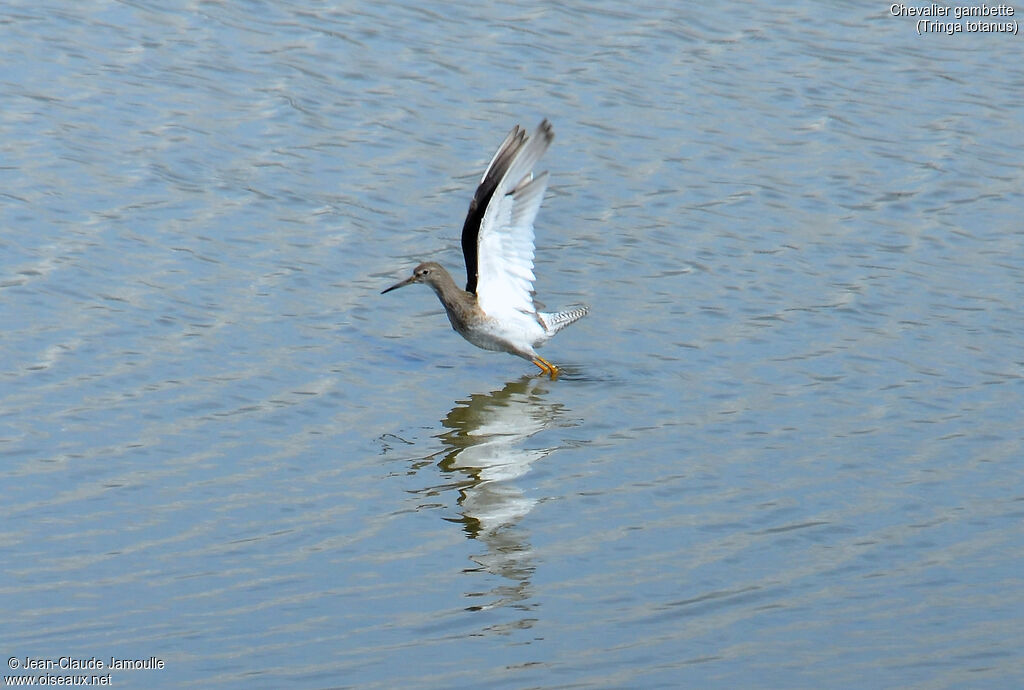 Common Redshank, Flight