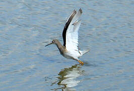 Common Redshank