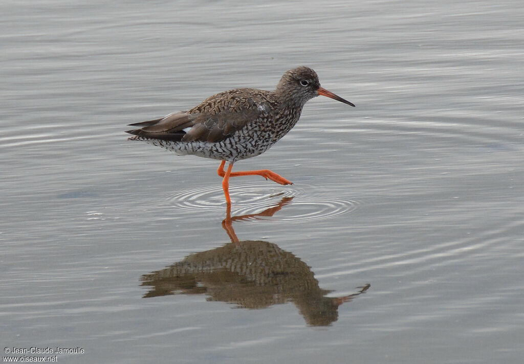 Common Redshankadult breeding