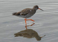 Common Redshank