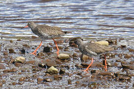 Common Redshank