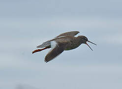 Common Redshank