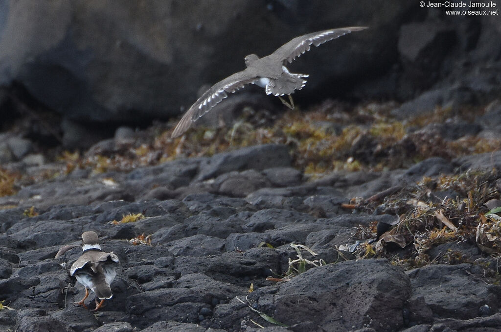 Spotted Sandpiper, Flight