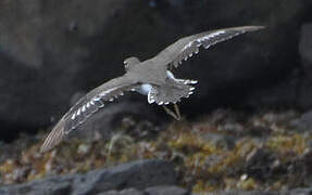 Spotted Sandpiper