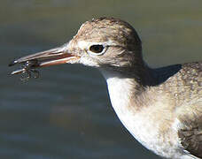 Spotted Sandpiper