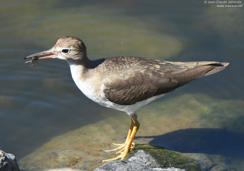 Spotted Sandpiper