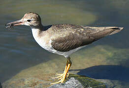 Spotted Sandpiper