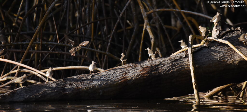 Spotted Sandpiper