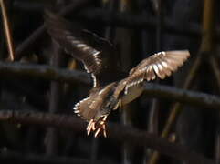 Spotted Sandpiper