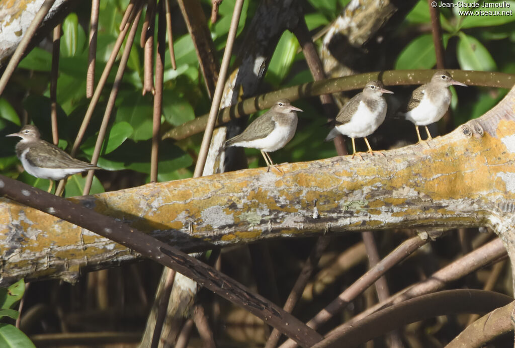 Spotted Sandpiper