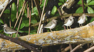 Spotted Sandpiper