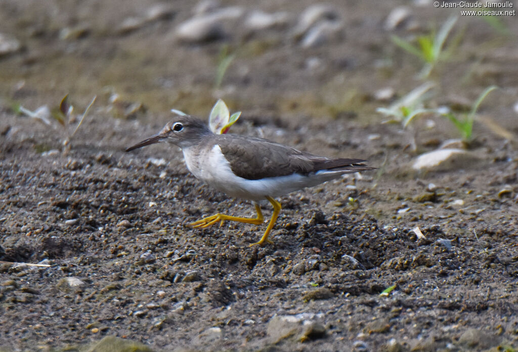 Spotted Sandpiper