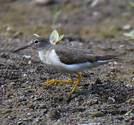 Spotted Sandpiper