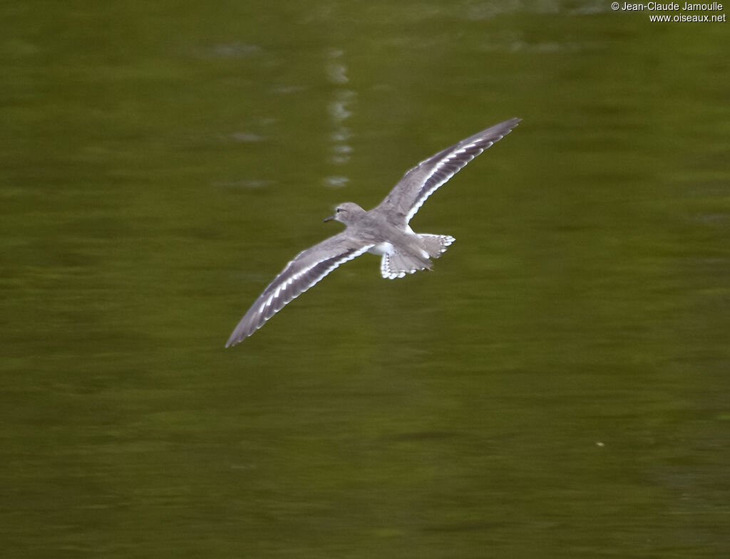 Spotted Sandpiper