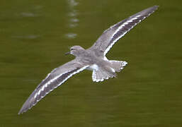 Spotted Sandpiper