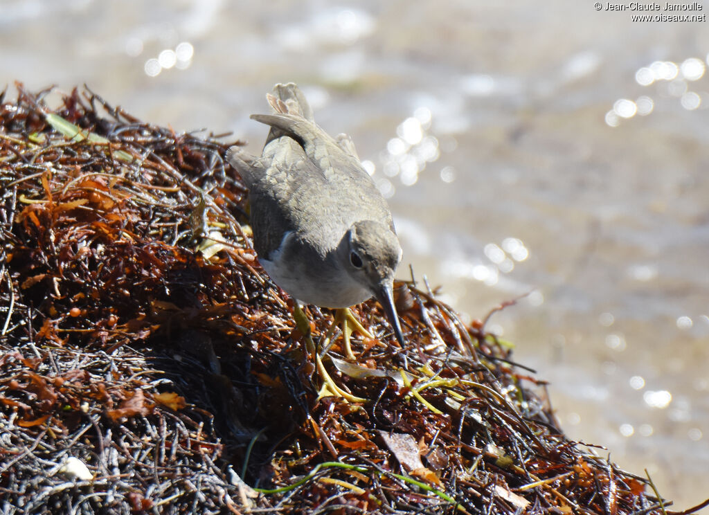 Spotted Sandpiper