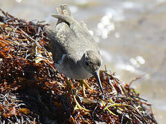 Spotted Sandpiper