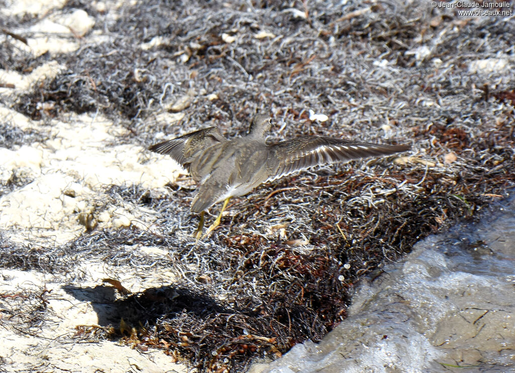 Spotted Sandpiper