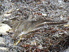 Spotted Sandpiper