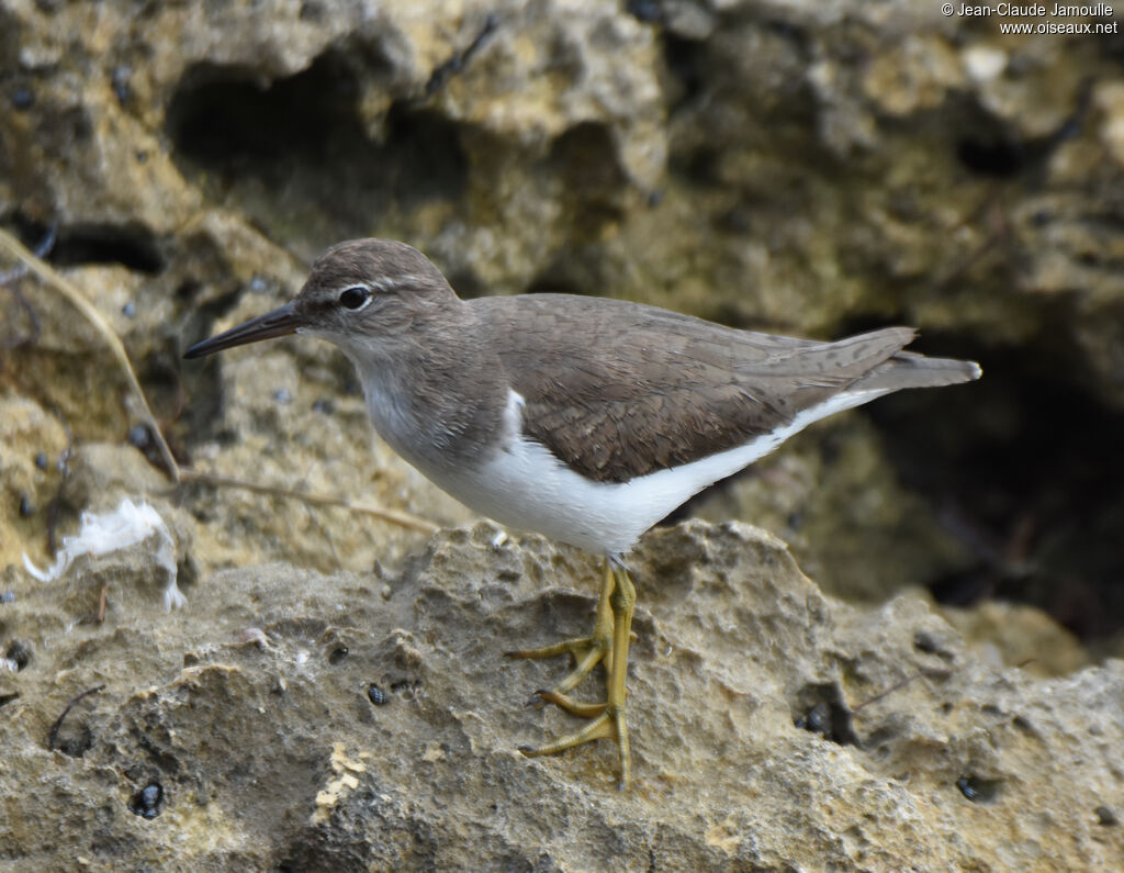 Spotted Sandpiper