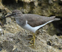 Spotted Sandpiper