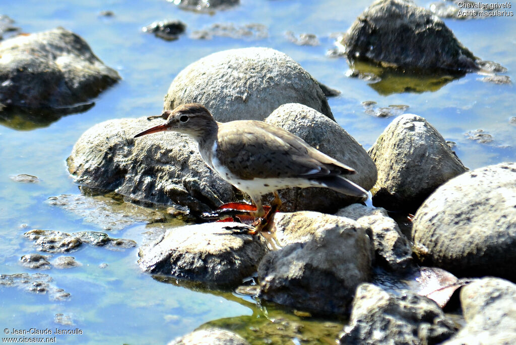 Spotted Sandpiper