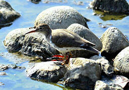 Spotted Sandpiper