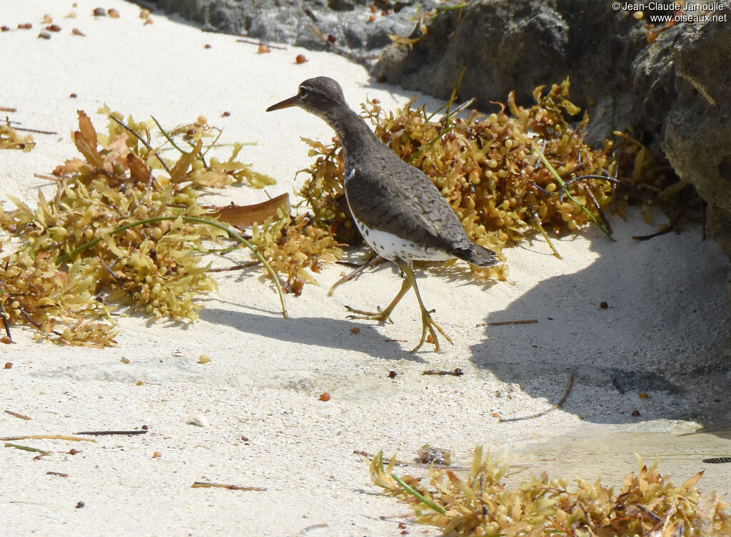 Spotted Sandpiper