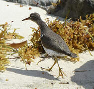 Spotted Sandpiper