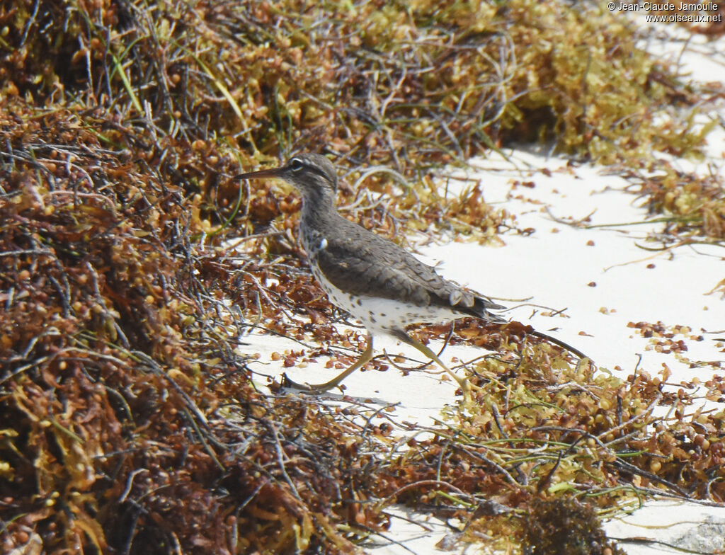 Spotted Sandpiper