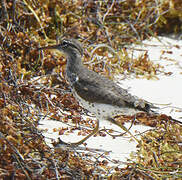 Spotted Sandpiper