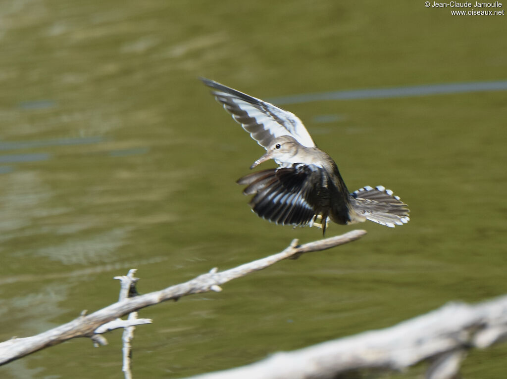 Spotted Sandpiper