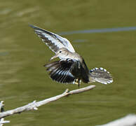 Spotted Sandpiper