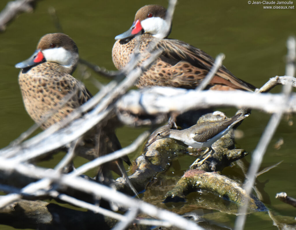 Spotted Sandpiper